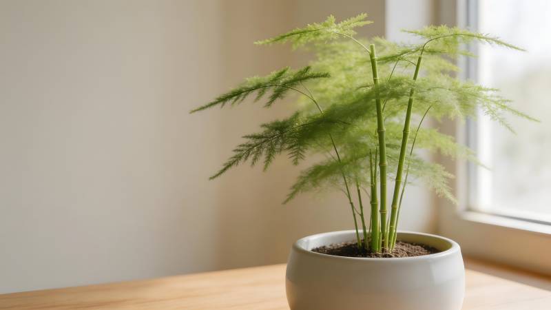 绿植静谧窗边图片