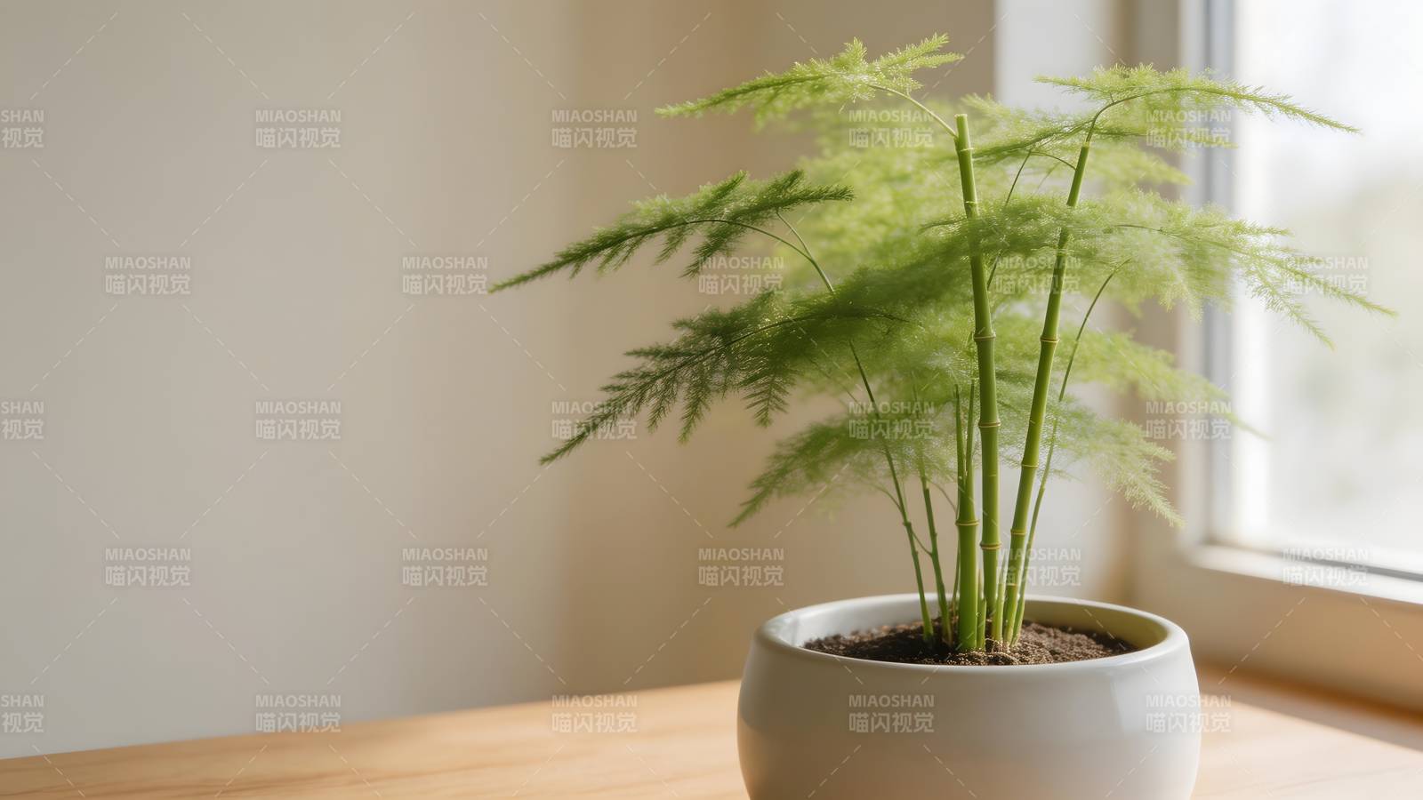 绿植静谧窗边图片