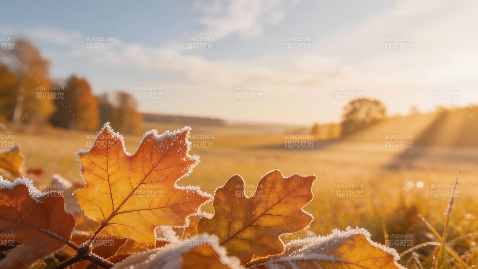 秋叶晨霜 金光灿烂图片