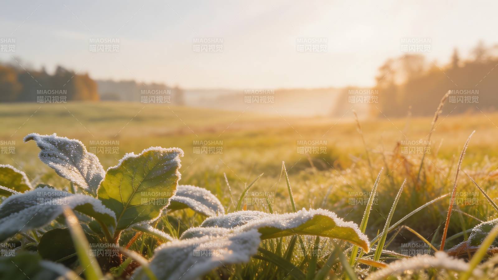 晨露草叶 金光洒野图片