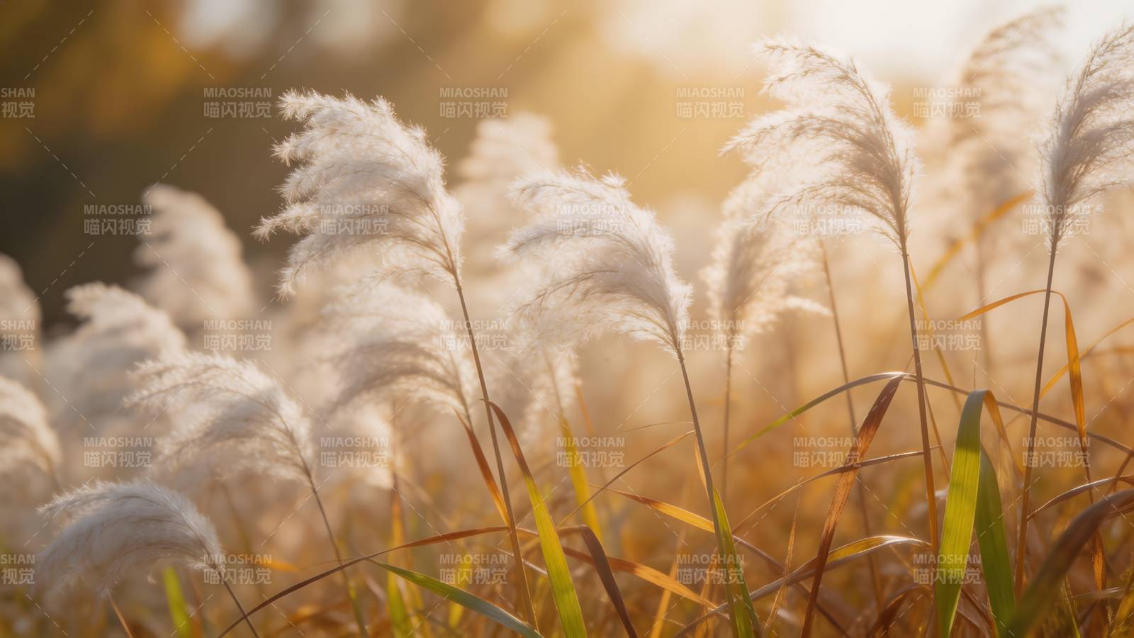 秋日芦苇随风舞图片