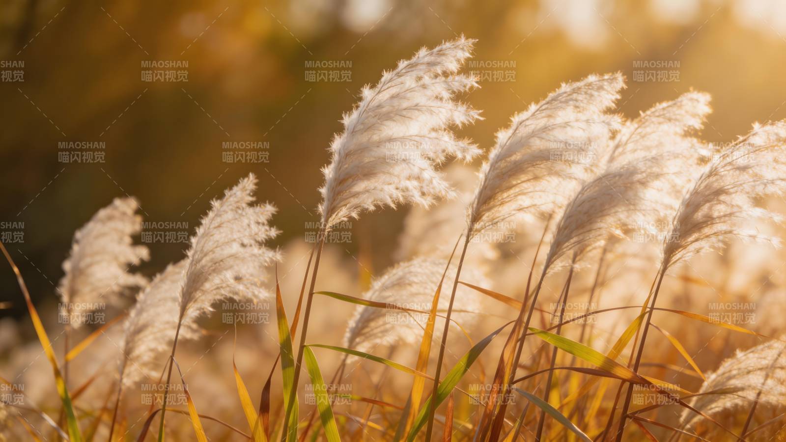 秋日芦苇随风舞图片