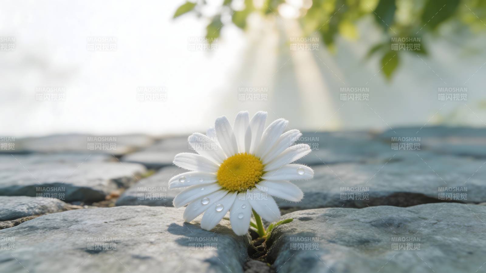 石缝中的雏菊图片