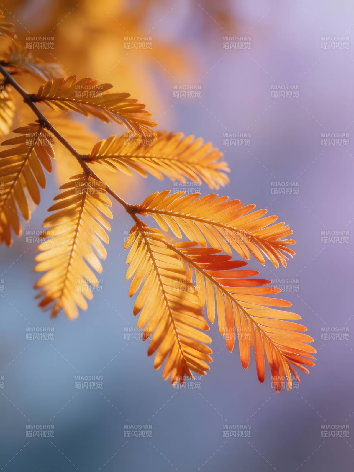 秋叶金黄 光影斑驳图片