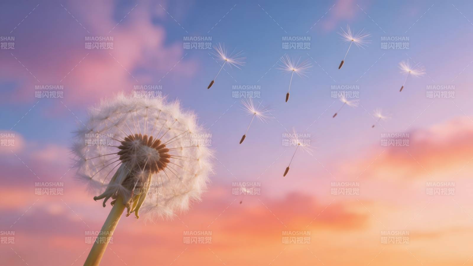 蒲公英飘飞图片