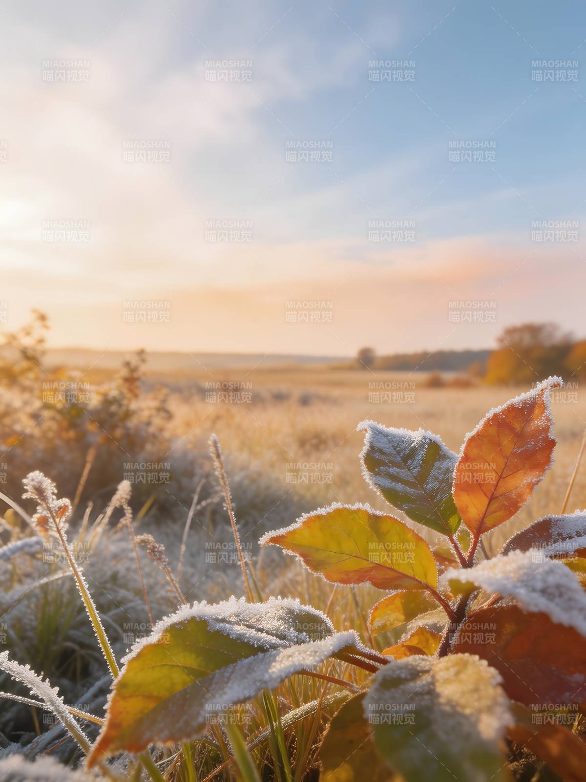 霜叶晨光图片