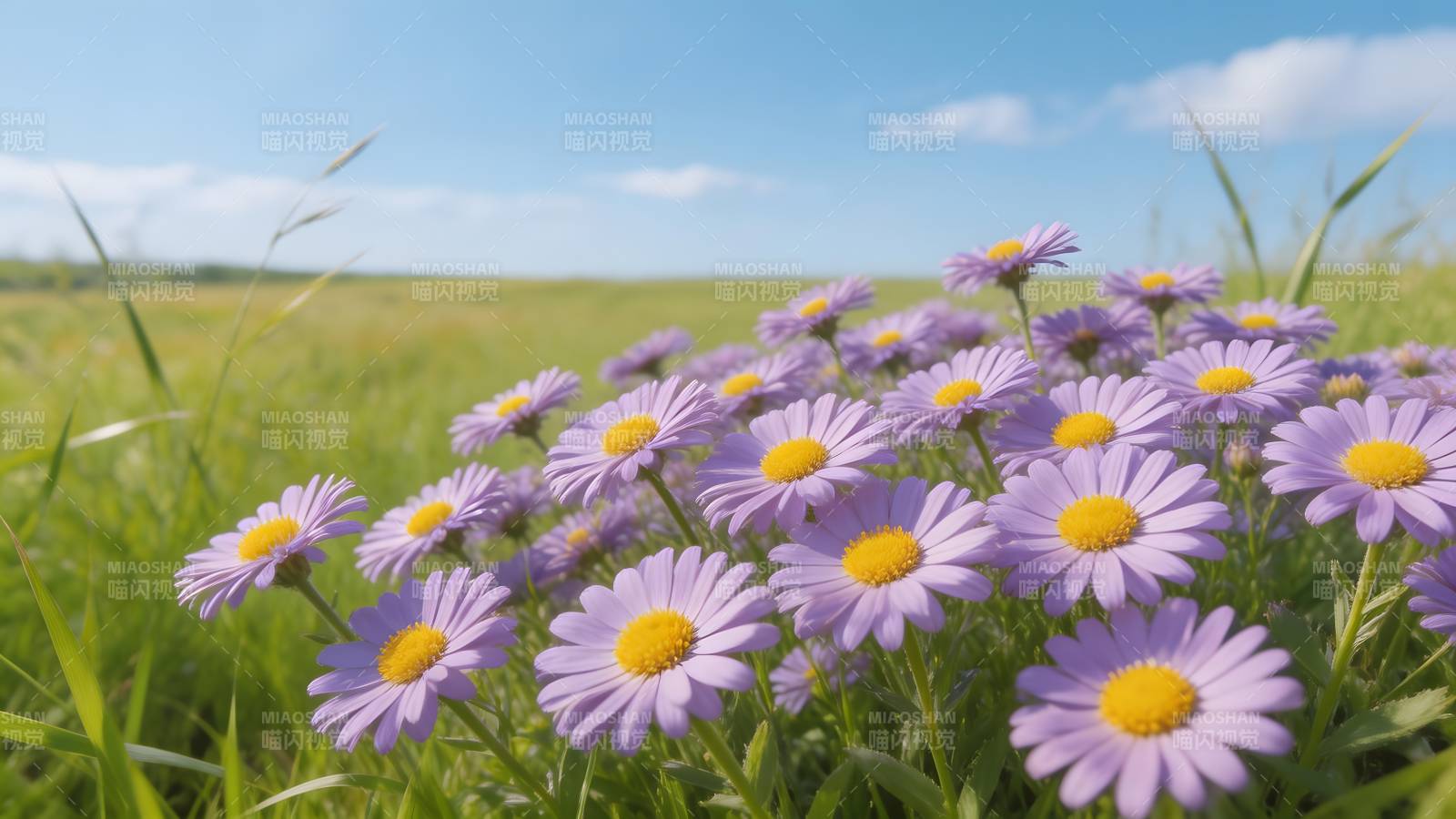 紫花盛开田野间图片