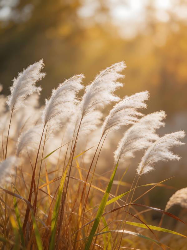 秋日芦苇随风舞图片