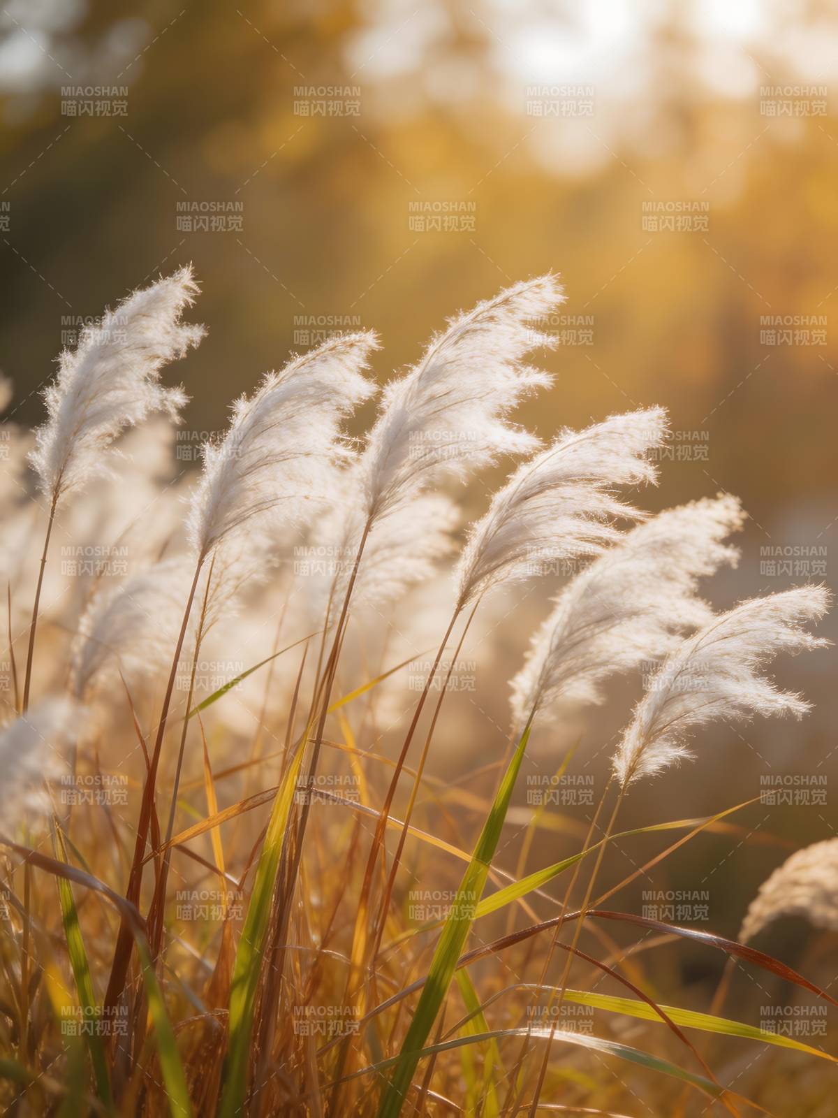 秋日芦苇随风舞图片