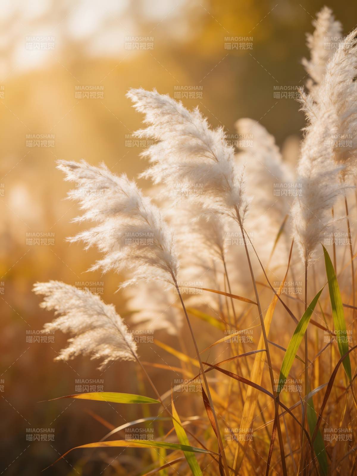 秋日芦苇轻舞图片