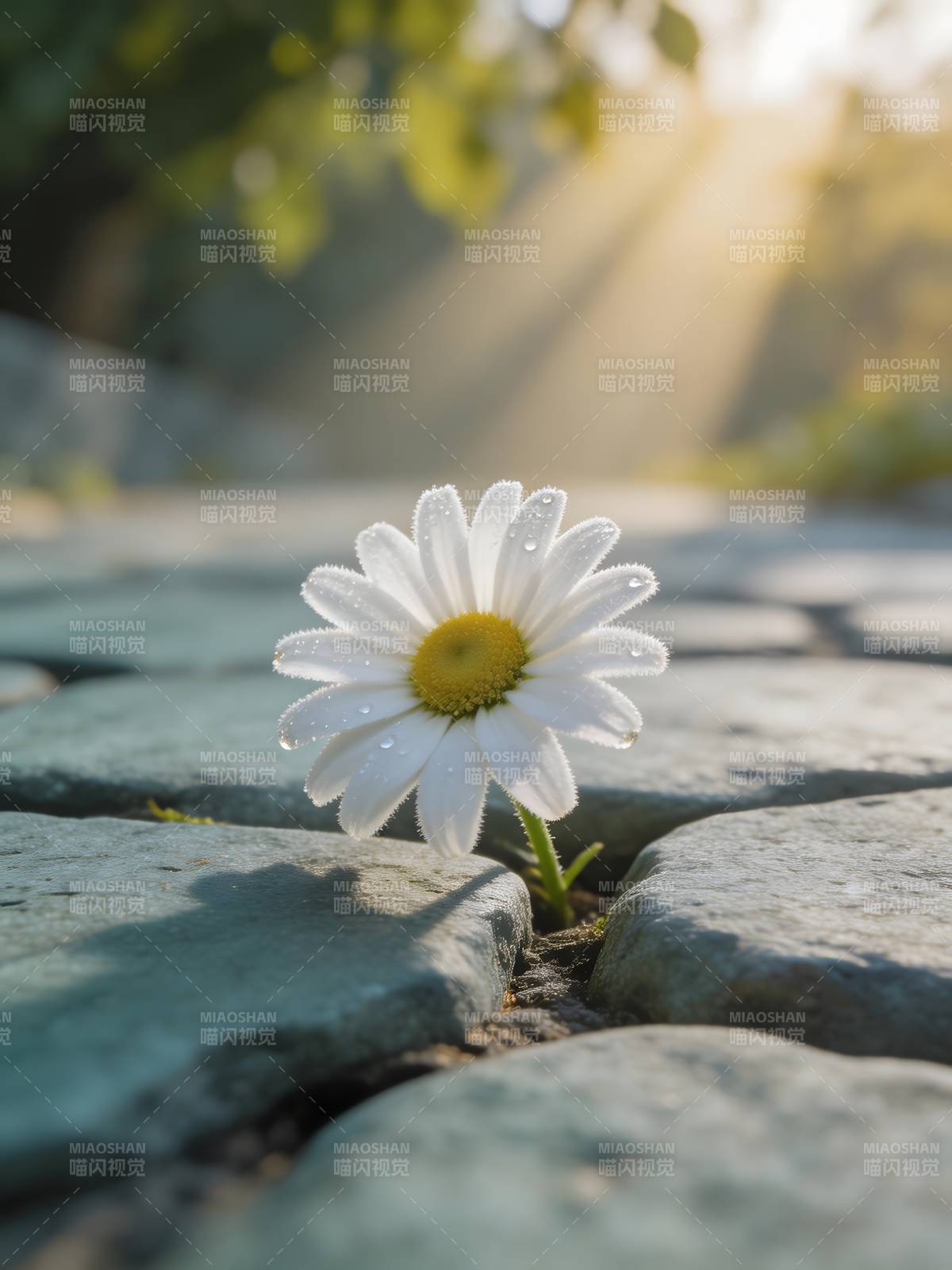 石缝中的雏菊图片