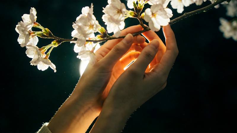 樱花映手心图片