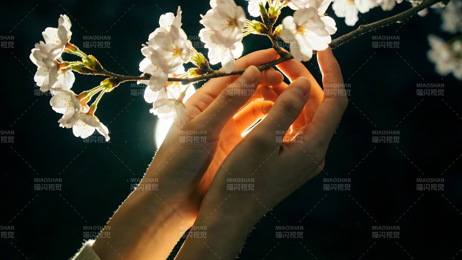 樱花映手心图片