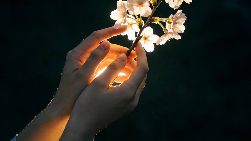 手捧樱花 光透花瓣图片