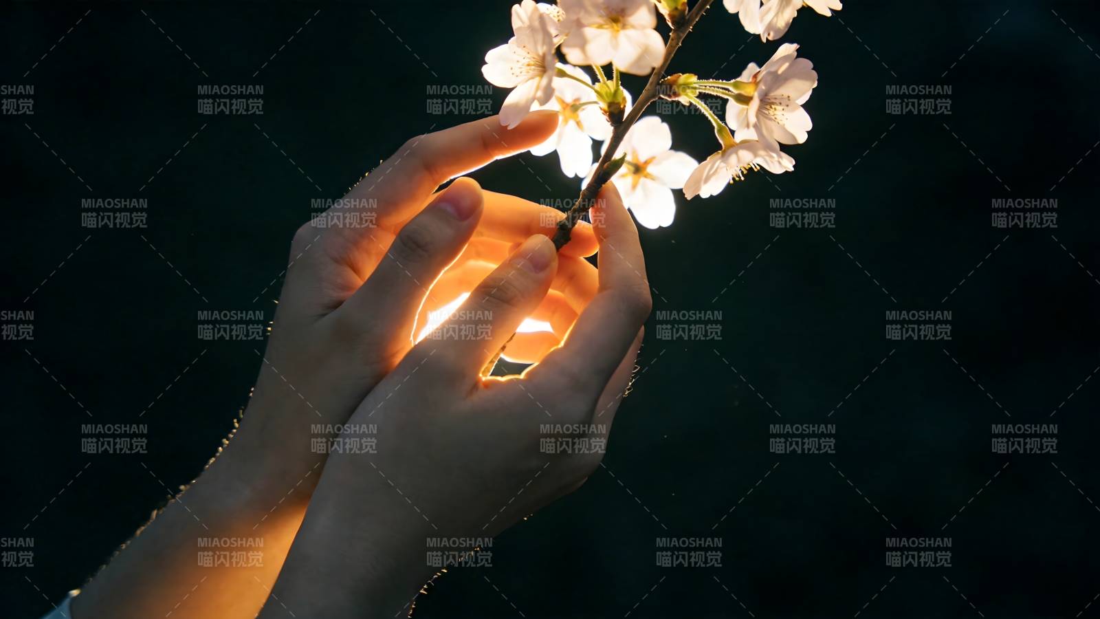 手捧樱花 光透花瓣图片