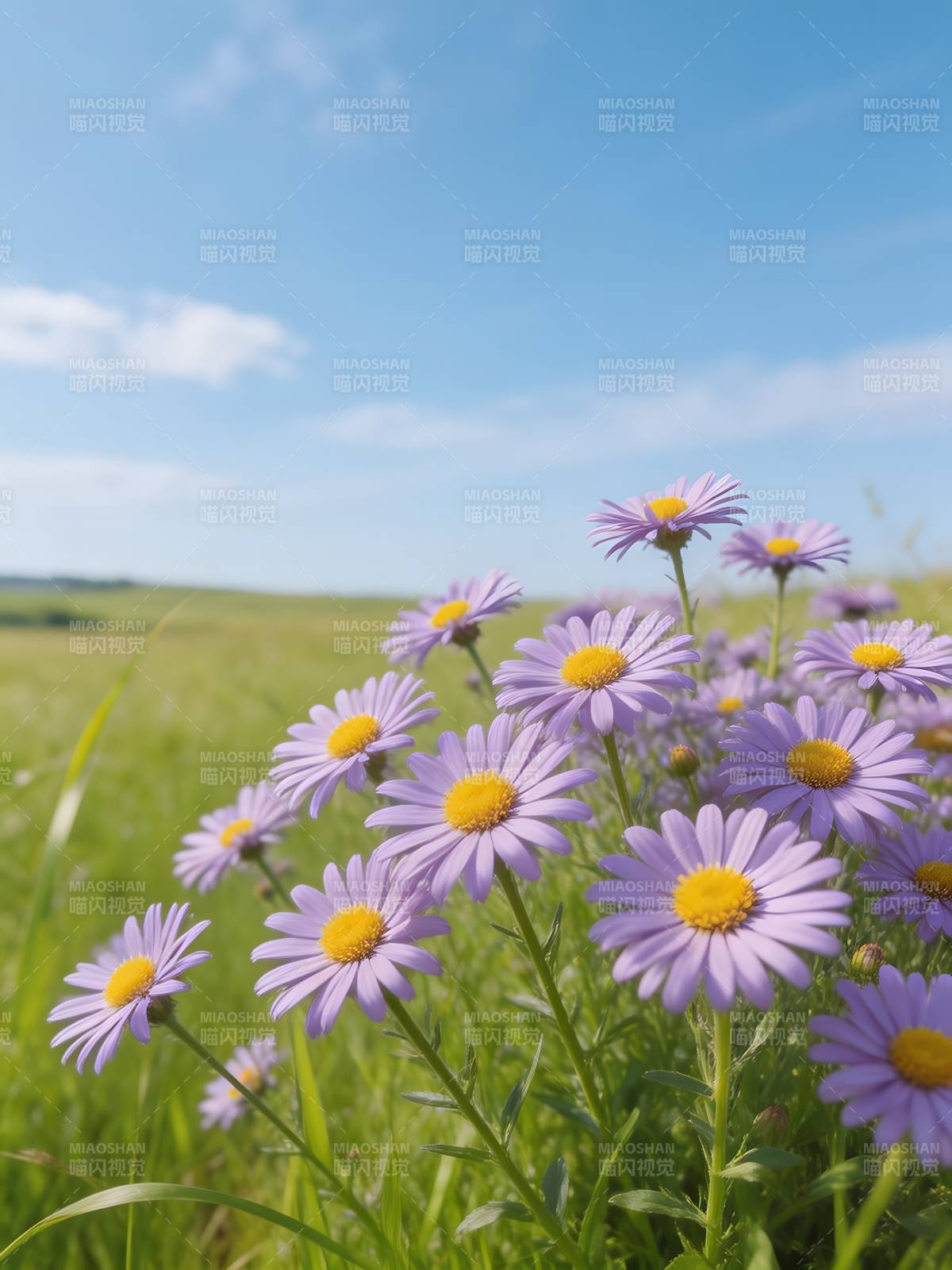 紫菊绽放田野间图片