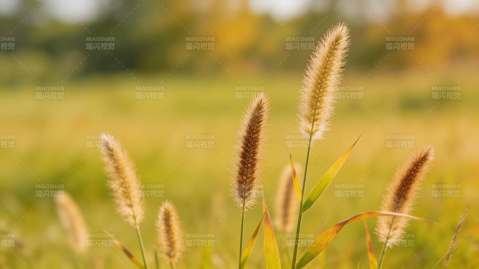 秋日草穗轻摇图片