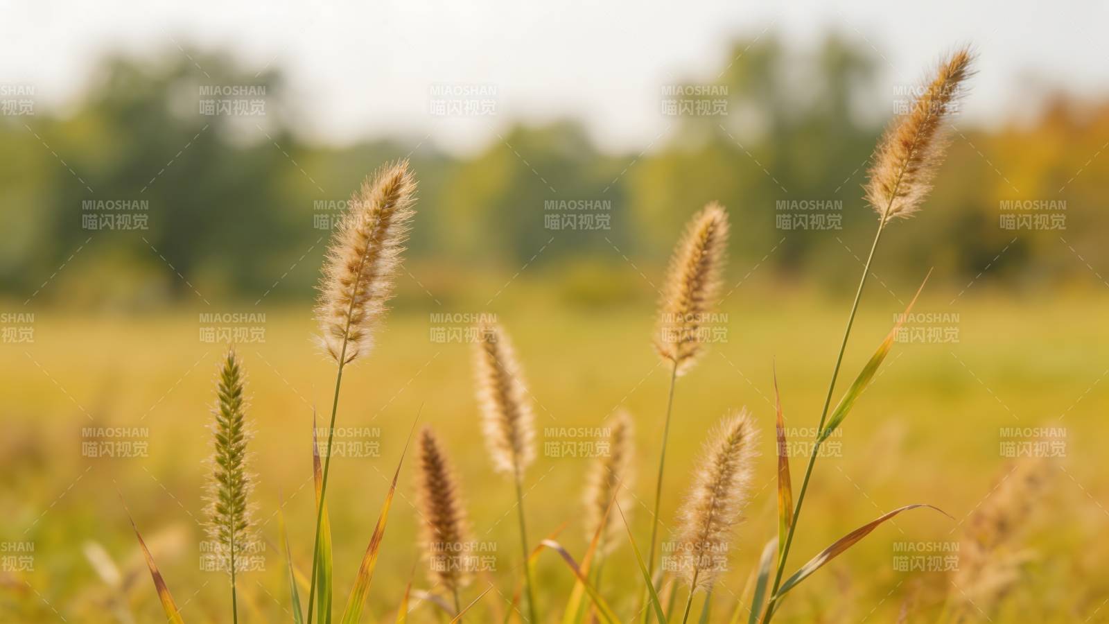 秋日草穗随风摇曳图片