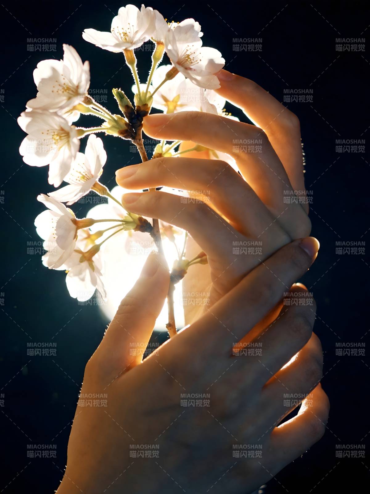 手捧樱花 光晕轻绕图片