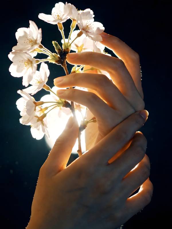 手捧樱花 光晕轻绕图片