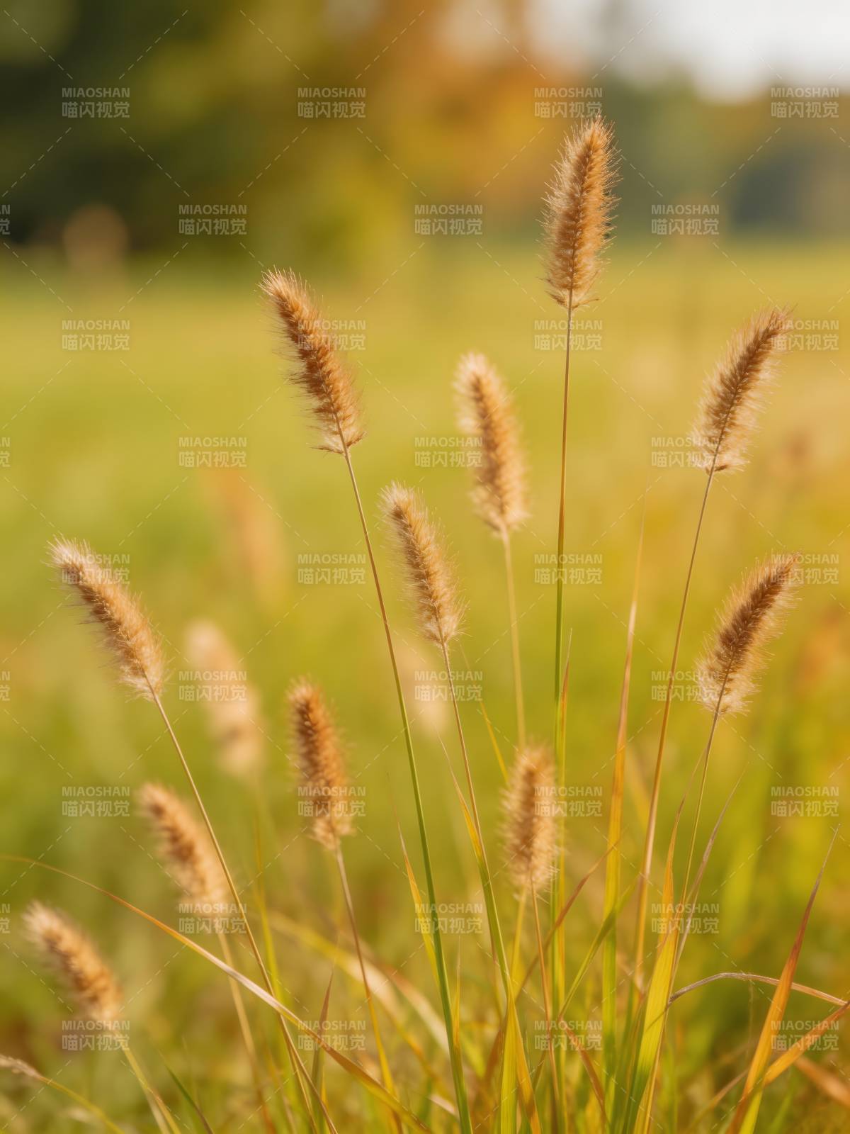 秋日草穗轻舞图片