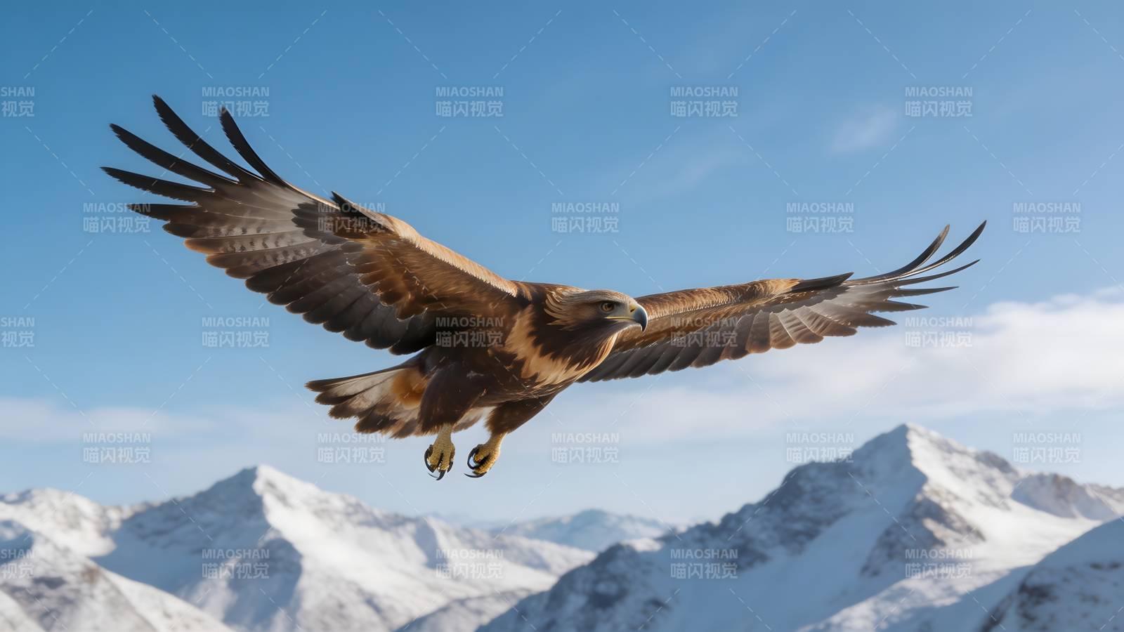 雄鹰翱翔雪山间图片