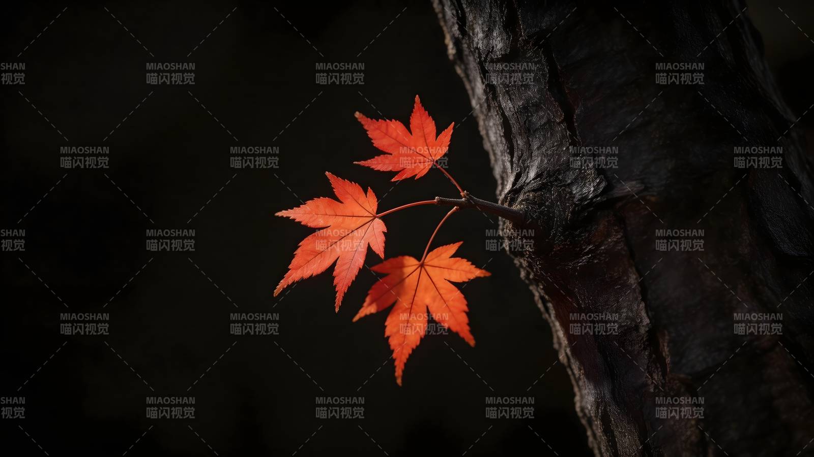 秋叶映树影图片