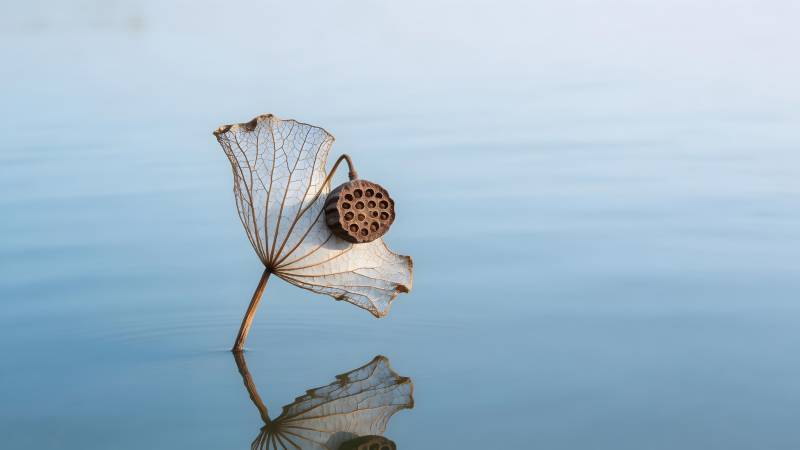 莲蓬静水映影图片