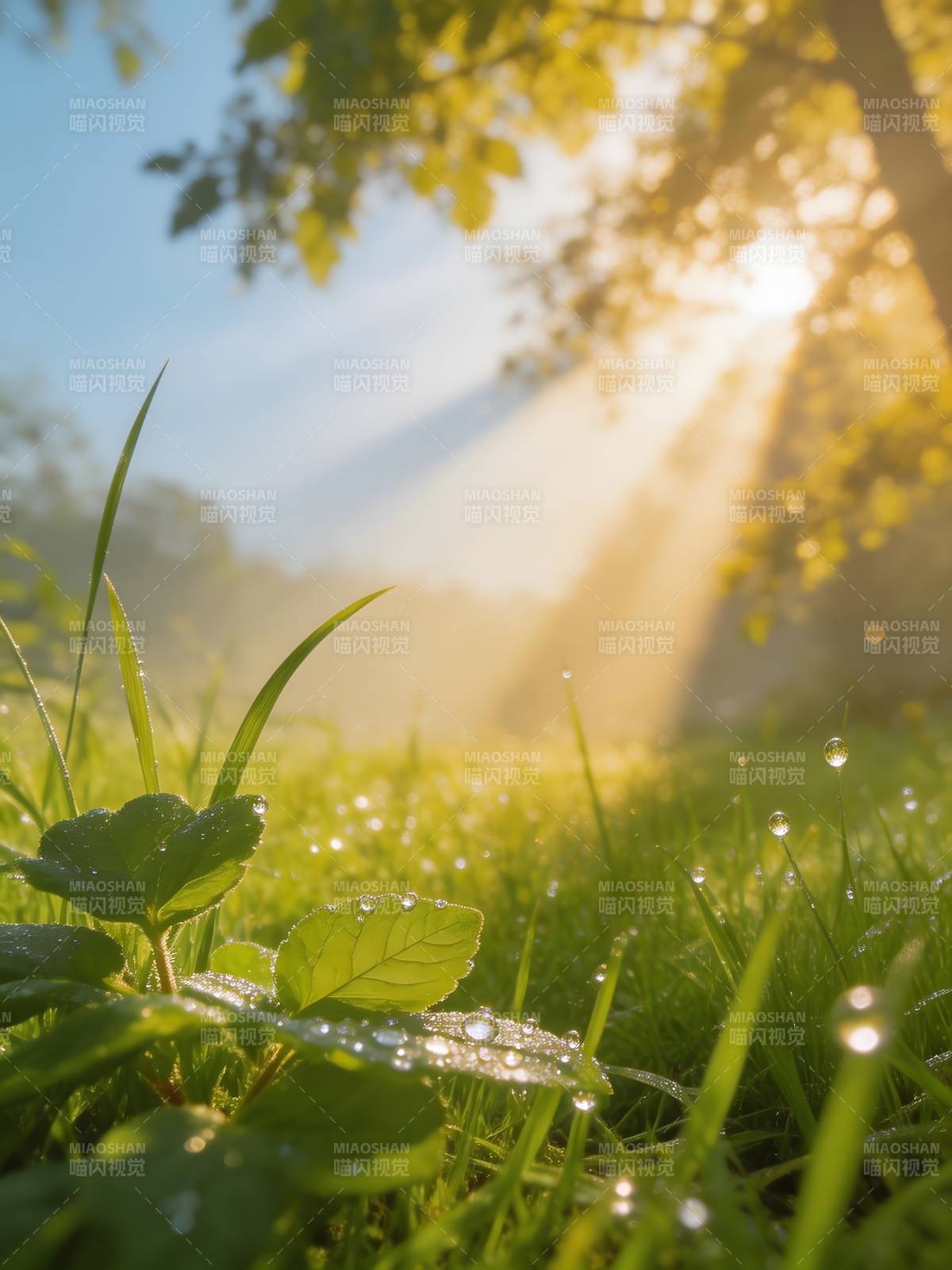 晨露草间 阳光洒落图片