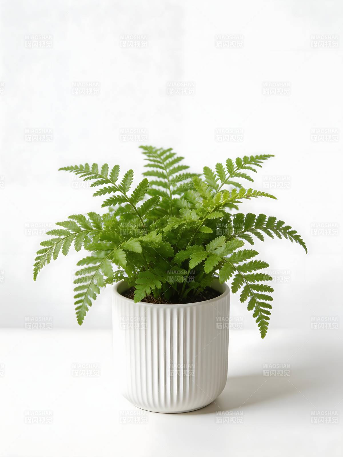 绿植盆栽 清新自然图片