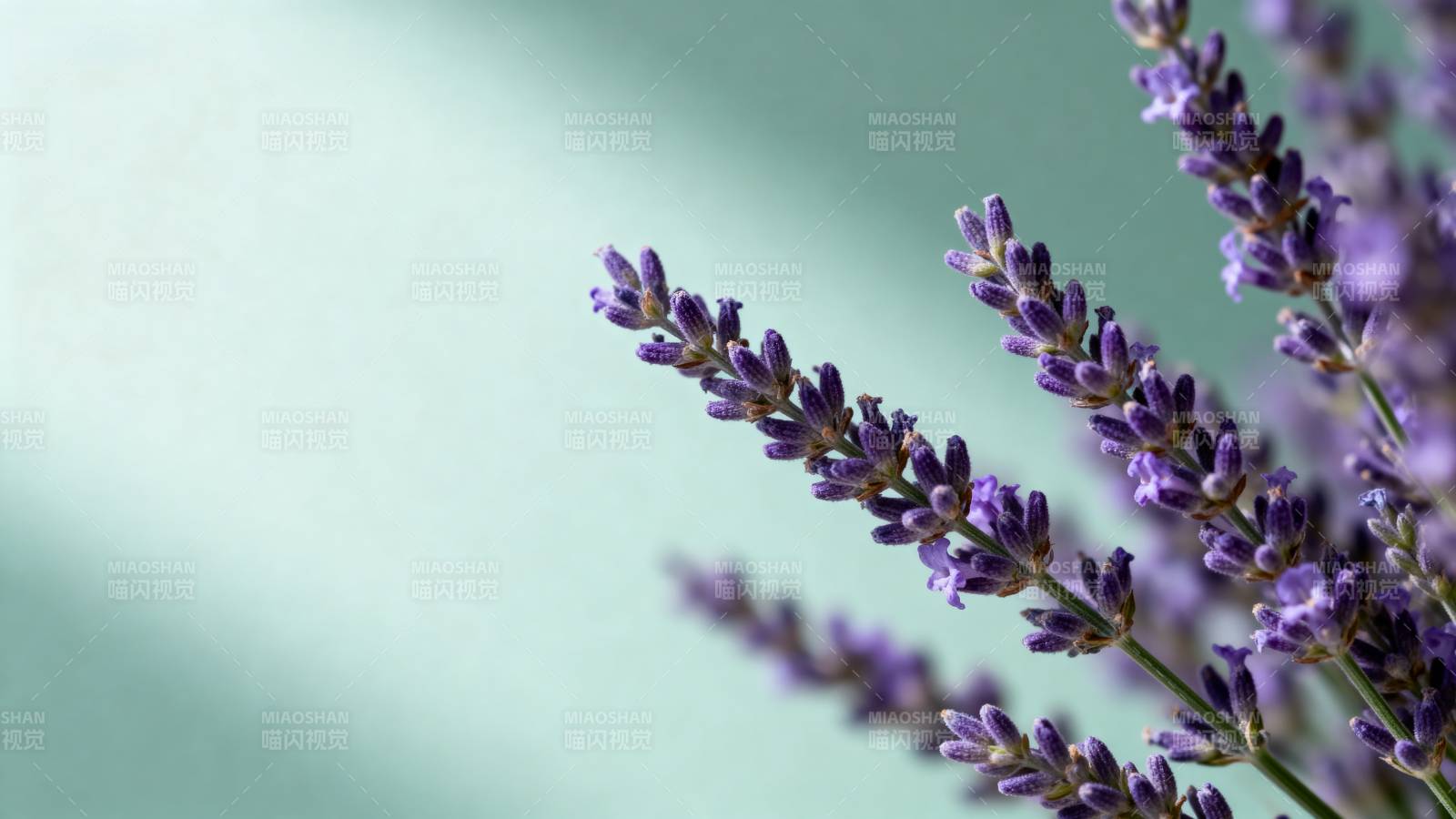 薰衣草的紫色花穗图片