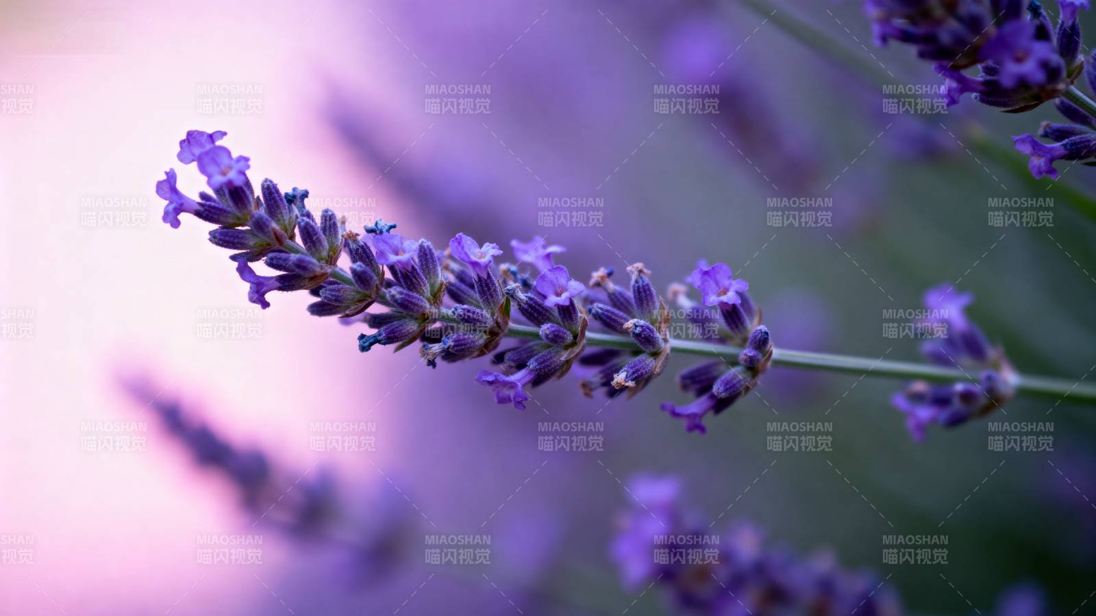 薰衣草的紫色花穗图片