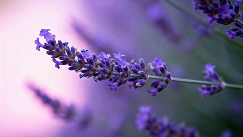 薰衣草的紫色花穗图片