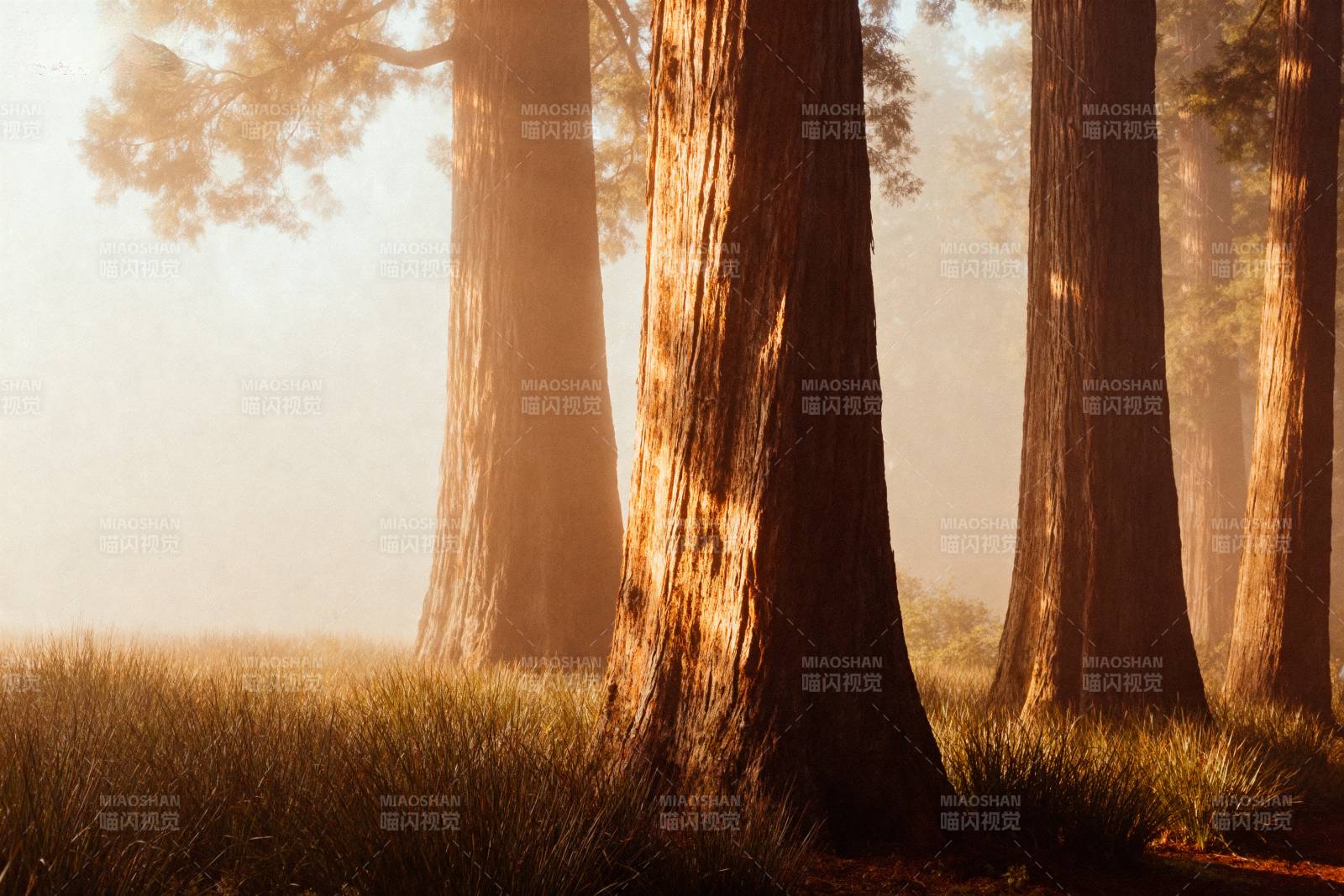 晨雾中的巨树图片