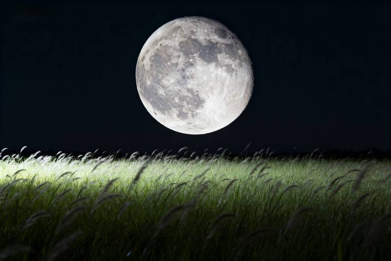 月照草野夜静谧图片