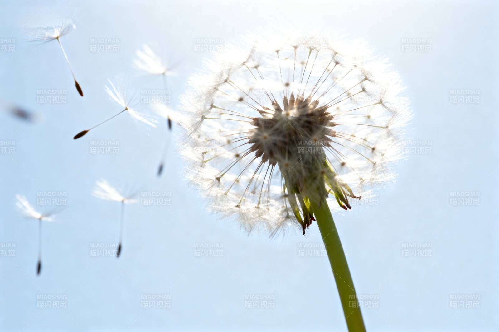 蒲公英飘飞图片