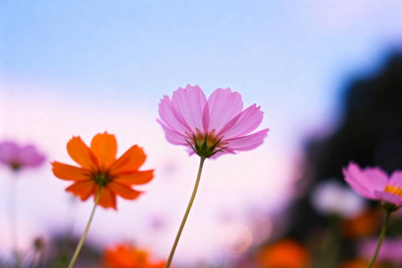 花影映晚霞图片