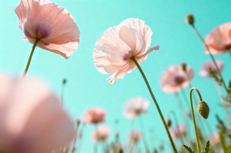 粉红罂粟花海图片