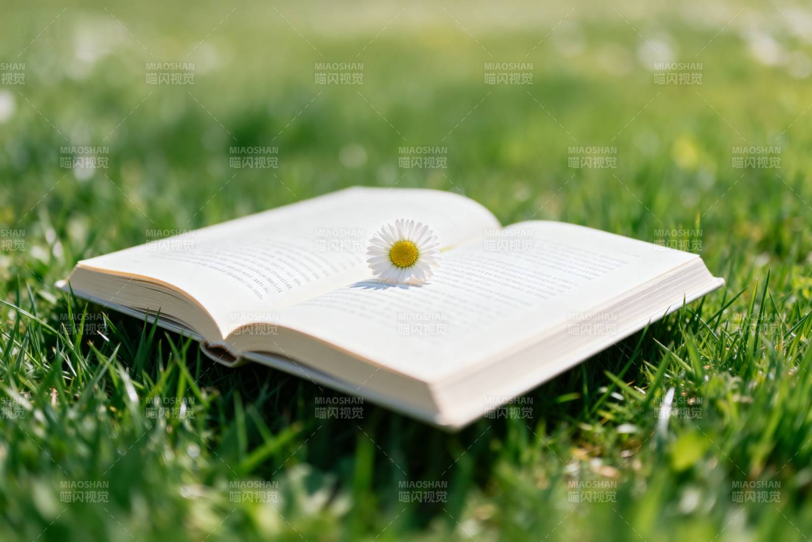 书页上的雏菊图片