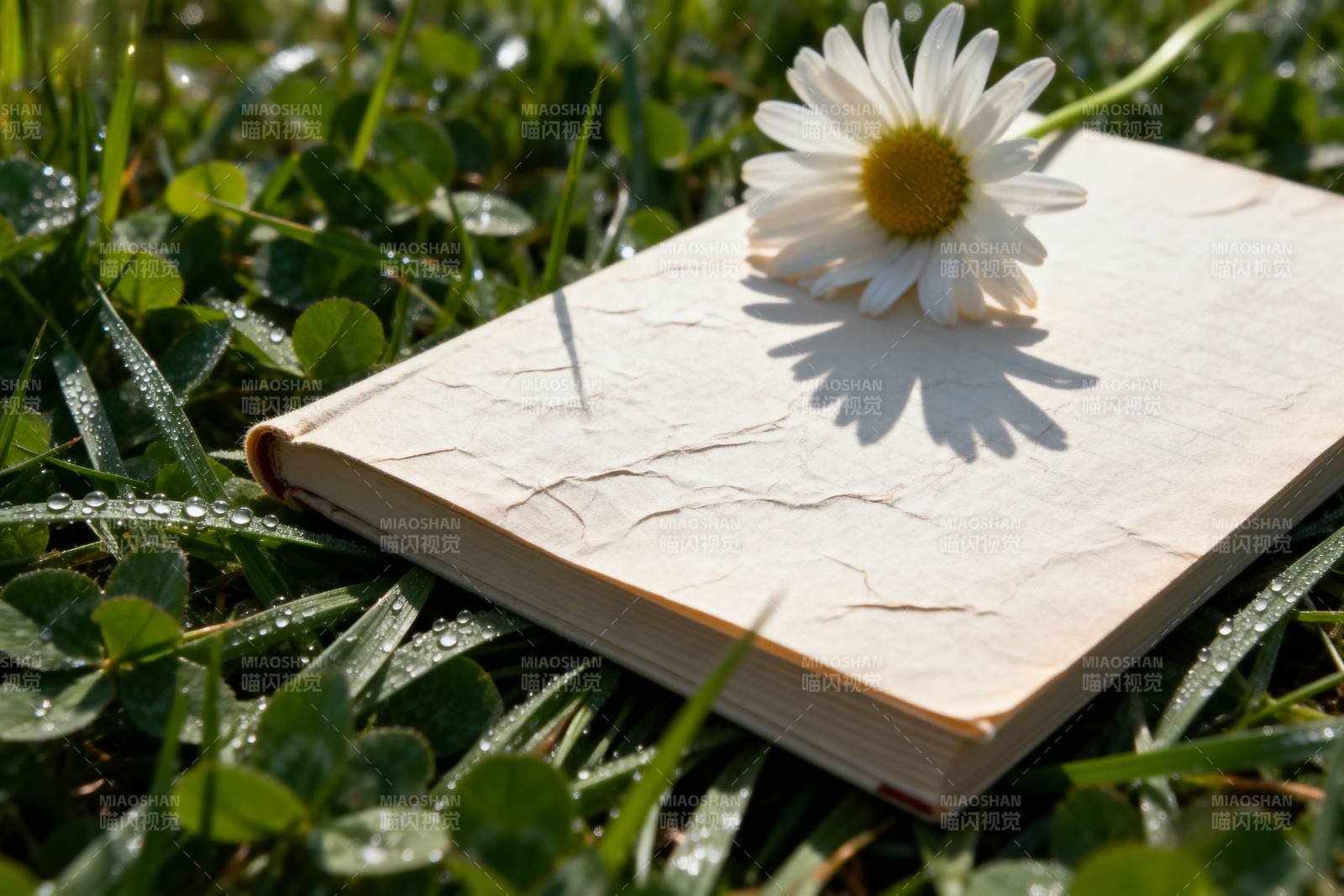 草地上书与雏菊图片