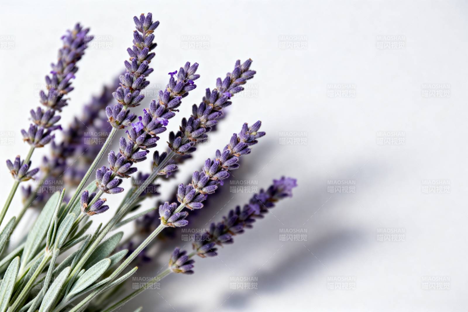 薰衣草静谧之美图片