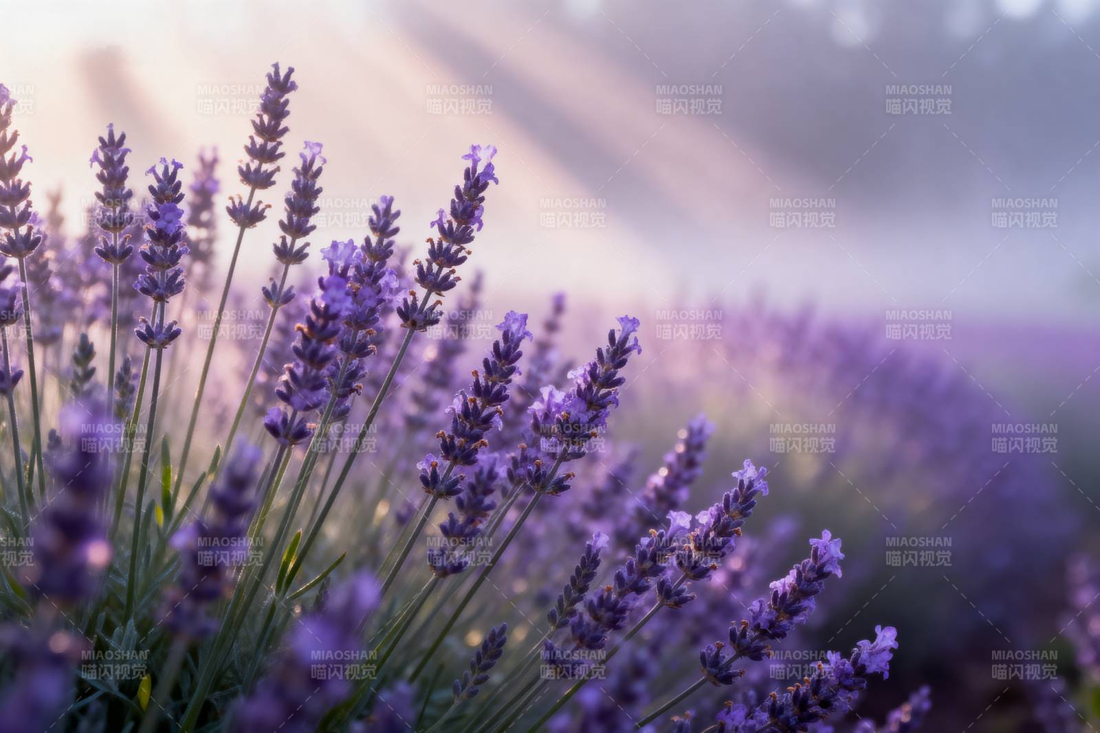 薰衣草花海图片