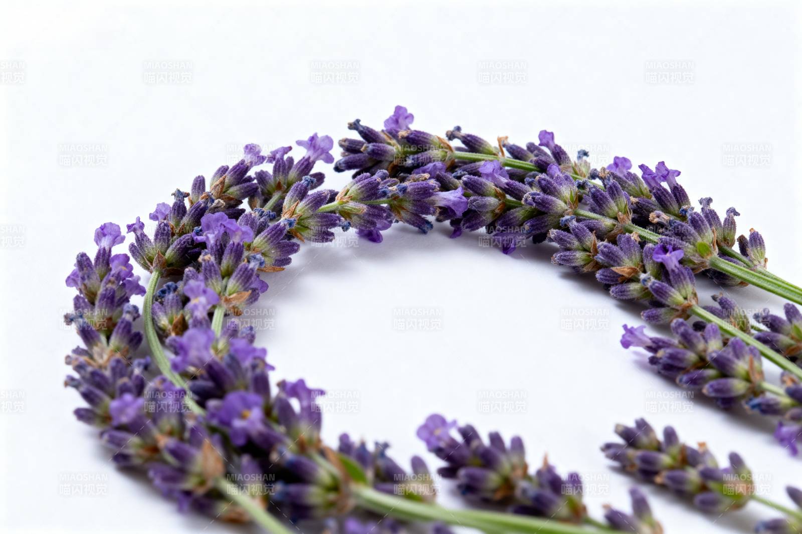 薰衣草花环图片