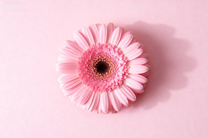 粉嫩雏菊绽放图片