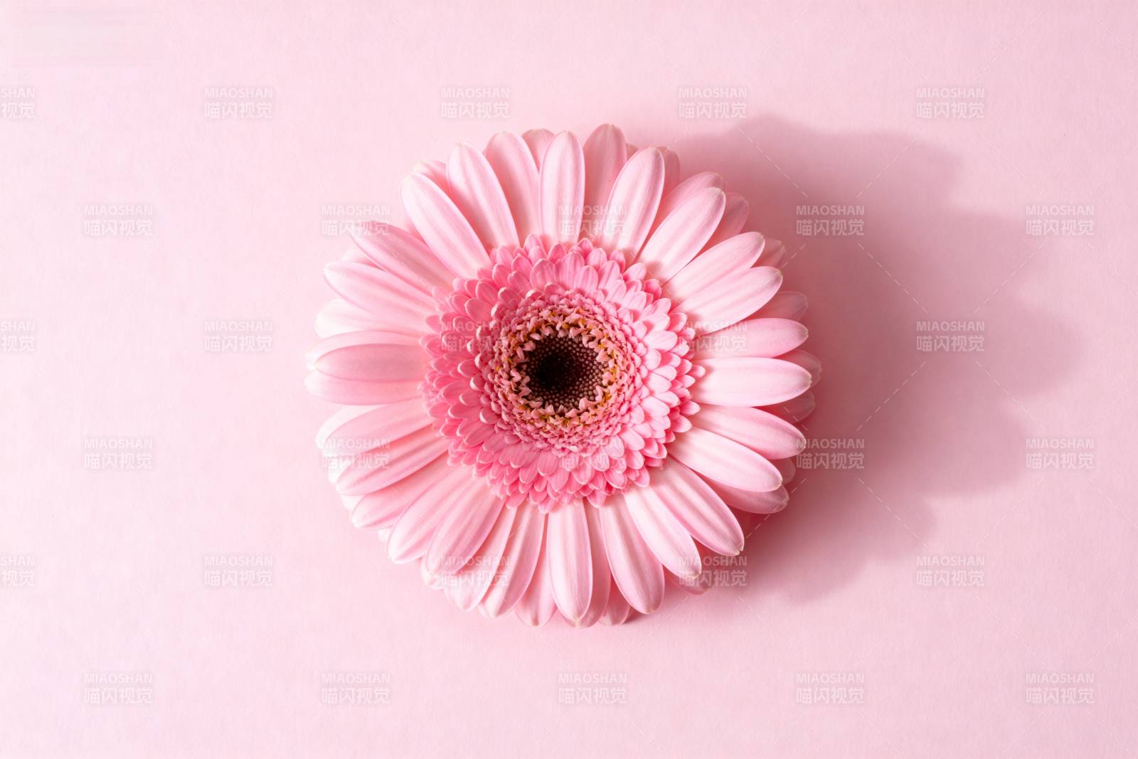 粉嫩雏菊绽放图片