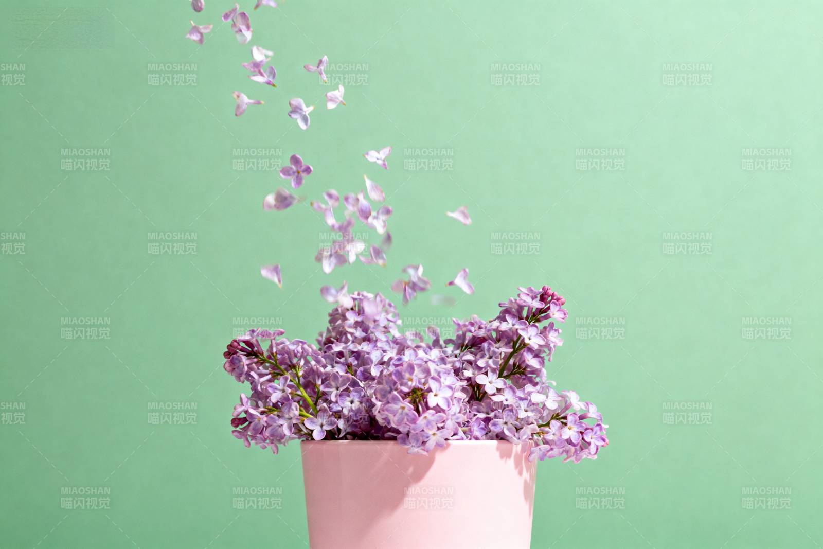 紫花飞舞 静谧之美图片