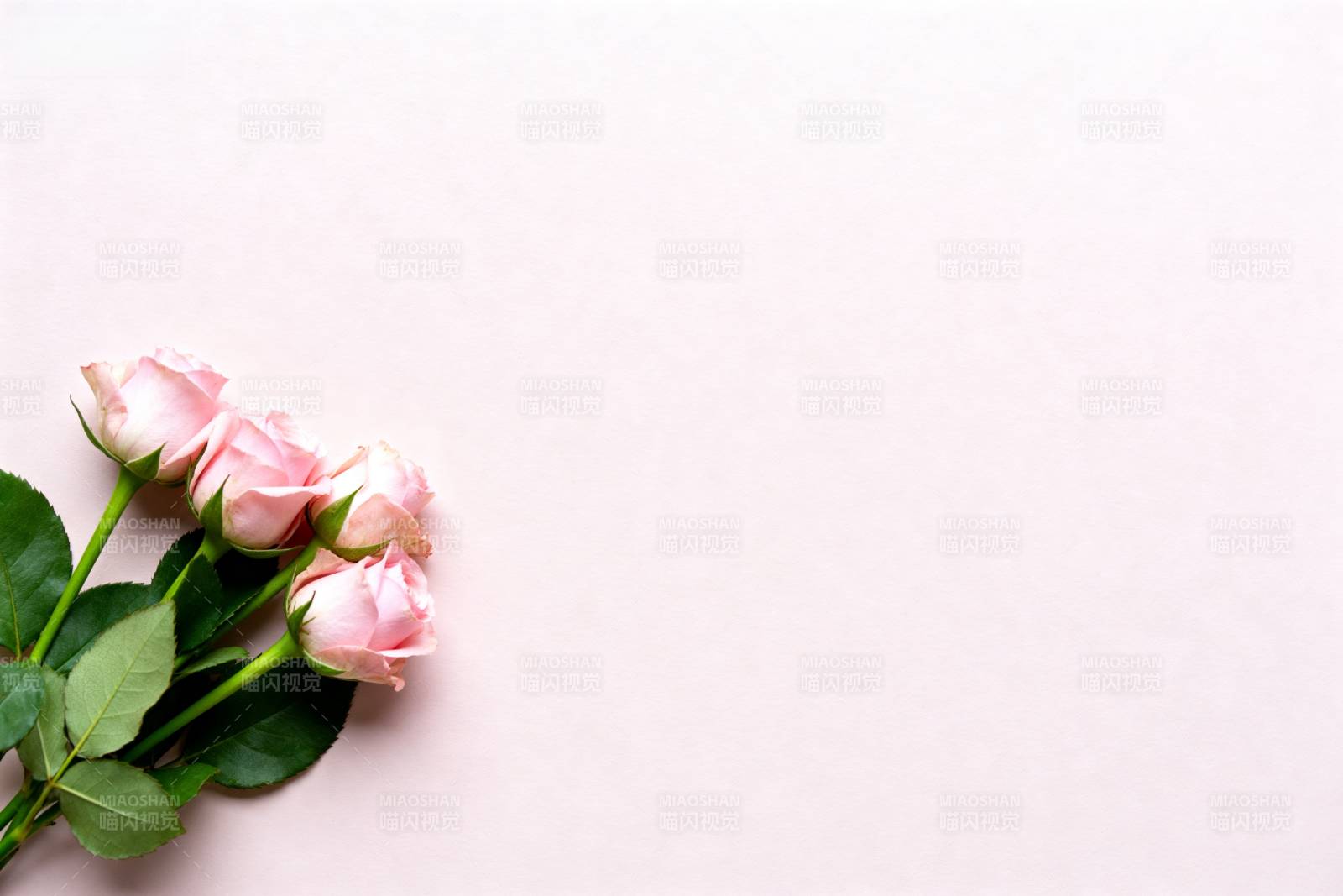 粉玫瑰静谧之美图片