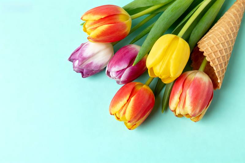 郁金香与冰淇淋锥图片