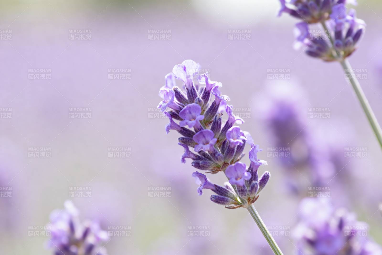 薰衣草花海图片