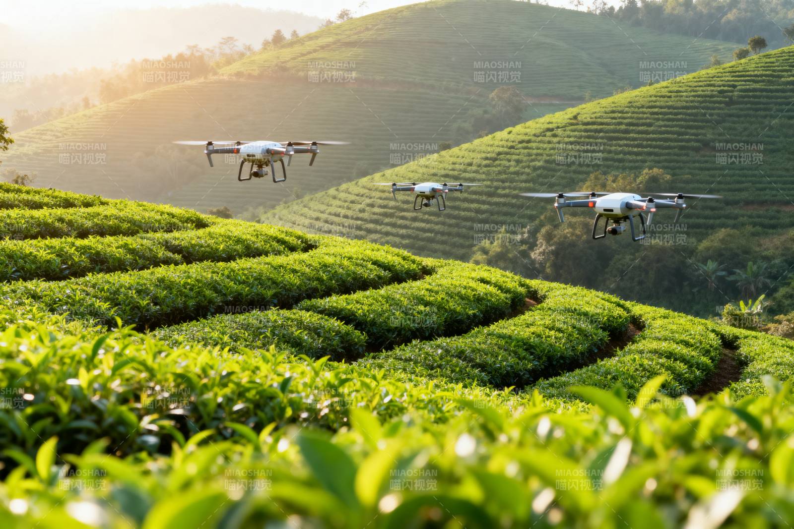 无人机茶园巡检图片